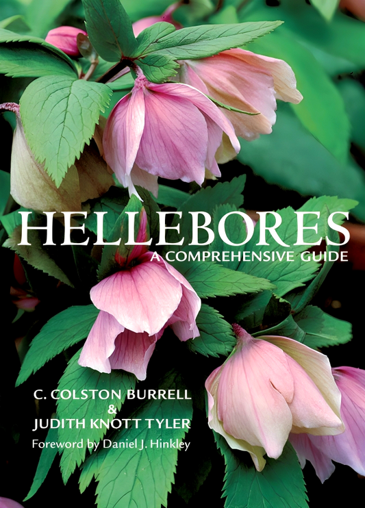 Hellebores