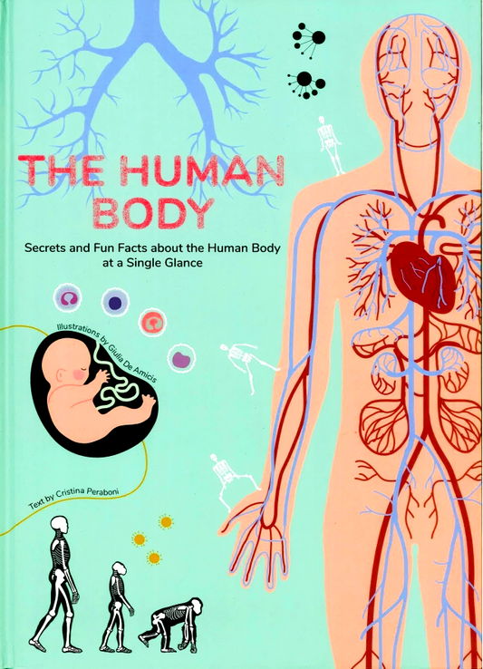 Human Body: Secrets And Fun Facts About The Human Body At A Single Glance