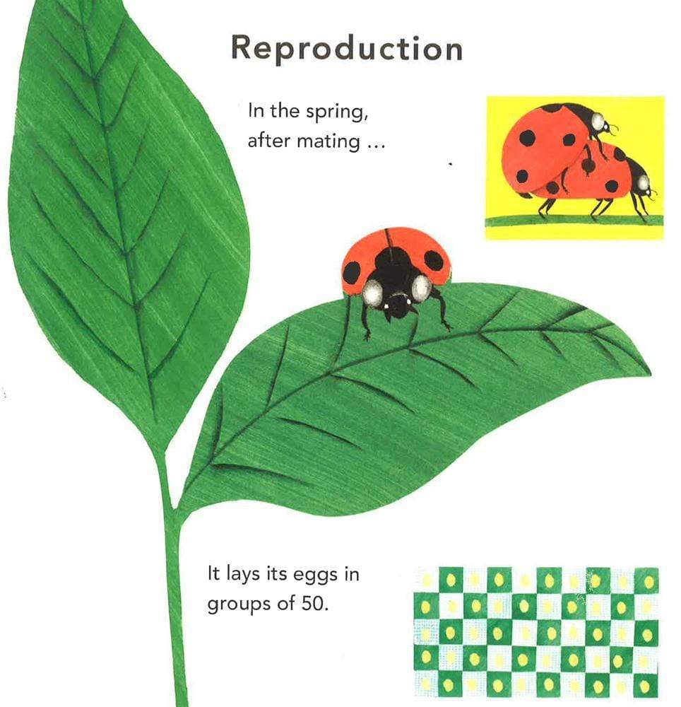 The Ladybug