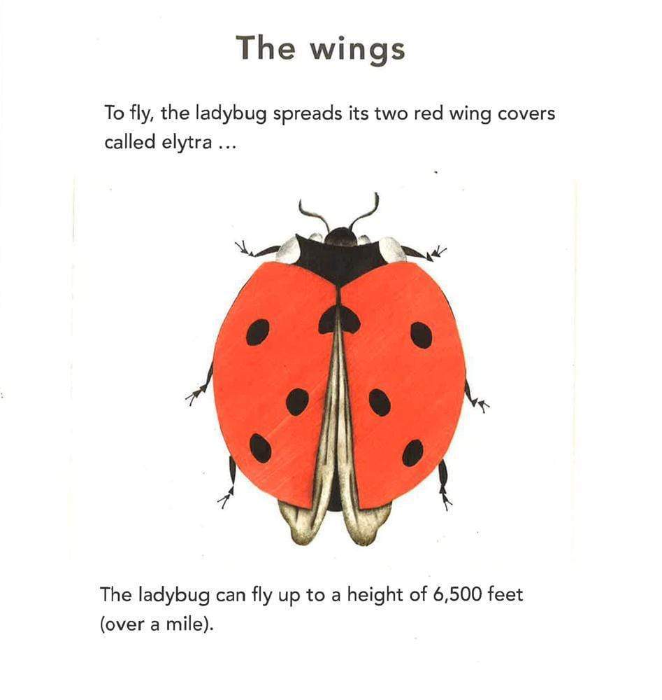 The Ladybug